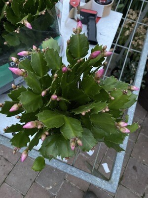 CHRISTMAS CACTI extra large,laden with flower buds Flower for months and last forever.
