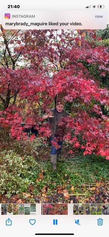 ACER OZAKAZUKI the best Japanese Maple for Autumn colours Strong Bushy Plants approx 90 -100 Cm