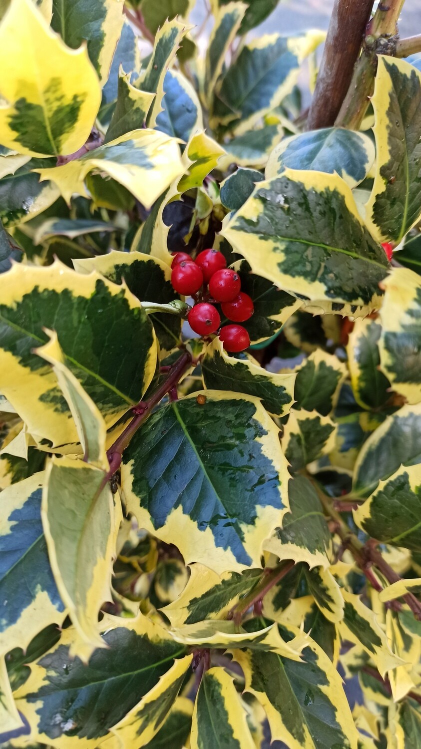 Golden King Holly
