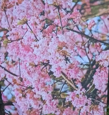 Viburnum Charles Lamont hardy Winter Flowering shrub with fragrant pink flowers in winter Strong Pot Grown Plants 