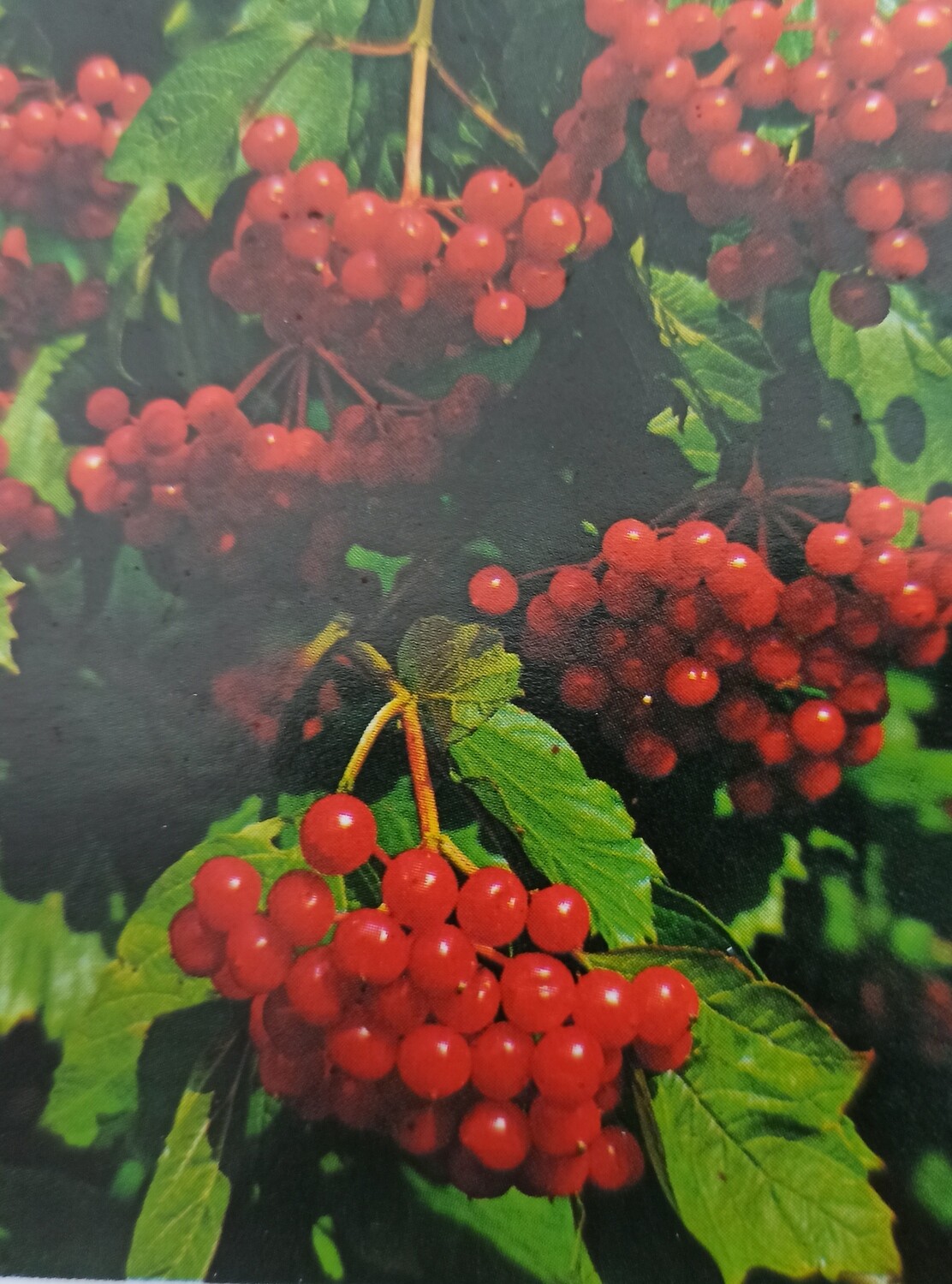 Viburnum Opulus GUELDER ROSE strong plants Pot Grown ..see Video