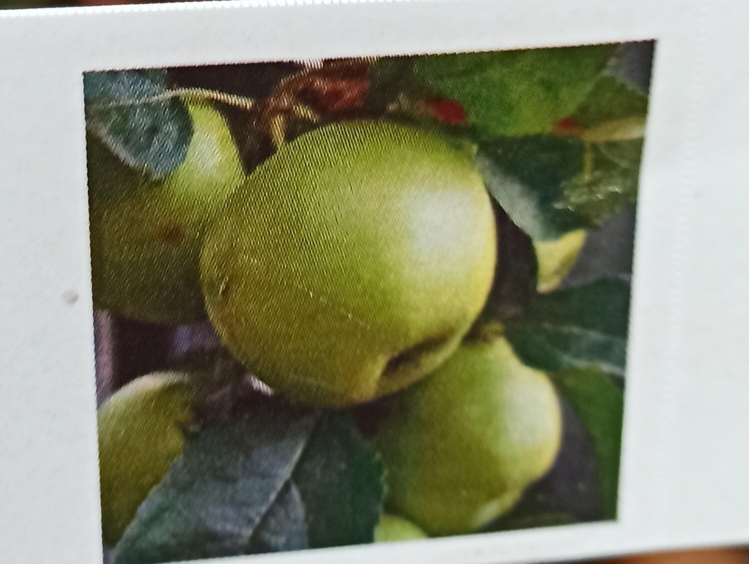 Apple Green Cat