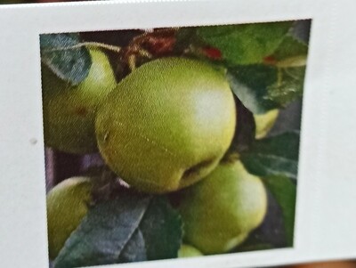 Apple Green Cat