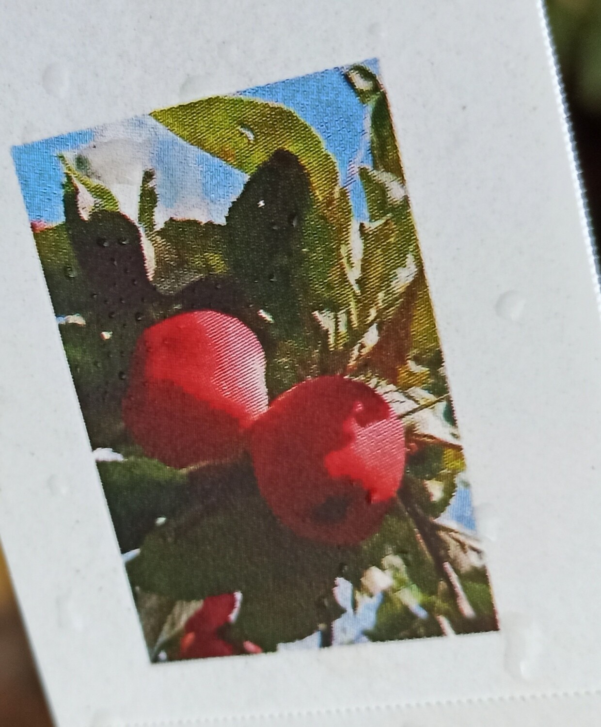 Apple Red Cat