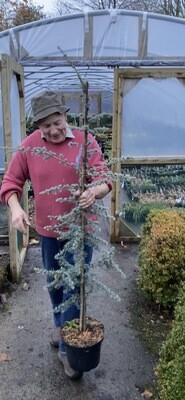 LEBANESE BLUE CEDAR ..specimen tree that looks best standing out on its own . Blue foliage that colourful all year