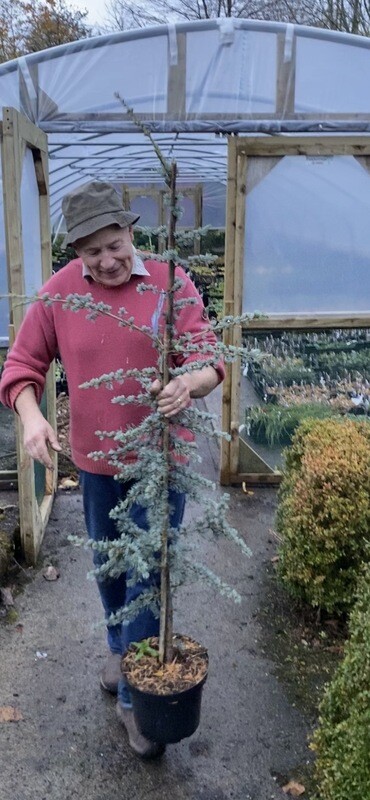 LEBANESE BLUE CEDAR ..specimen tree that looks best standing out on its own . Blue foliage that colourful all year