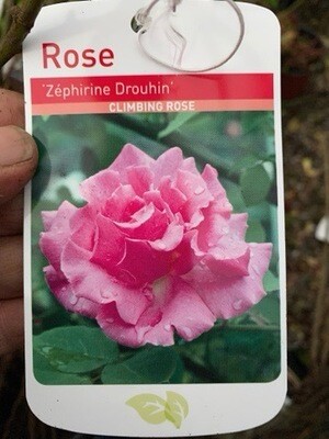 Rose Zephirine Drouhin. VERY FRAGRANT,NO THORNS 