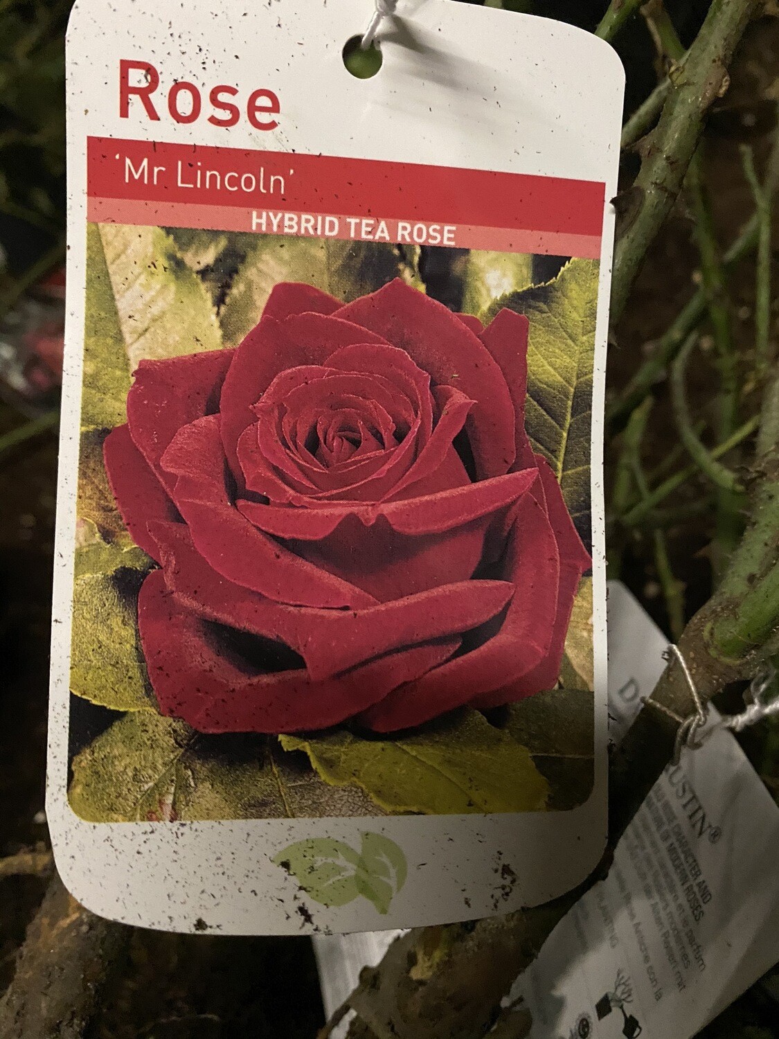 Rose ''Mr. Lincoln''