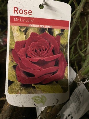 Rose ''Mr. Lincoln''