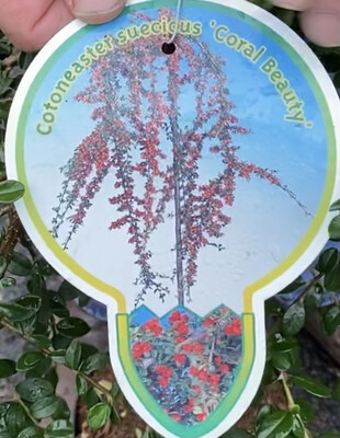 Medium  Coral Beauty,A mini Weeping Tree ,evergreen with white flowers in spring followed by red berries In autumn and winter ,,,,Perfect in pots or open ground