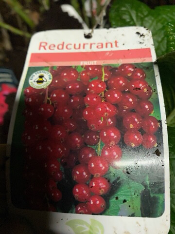 RED CURRANT RED PEARL ..heavy crops of quality fruit