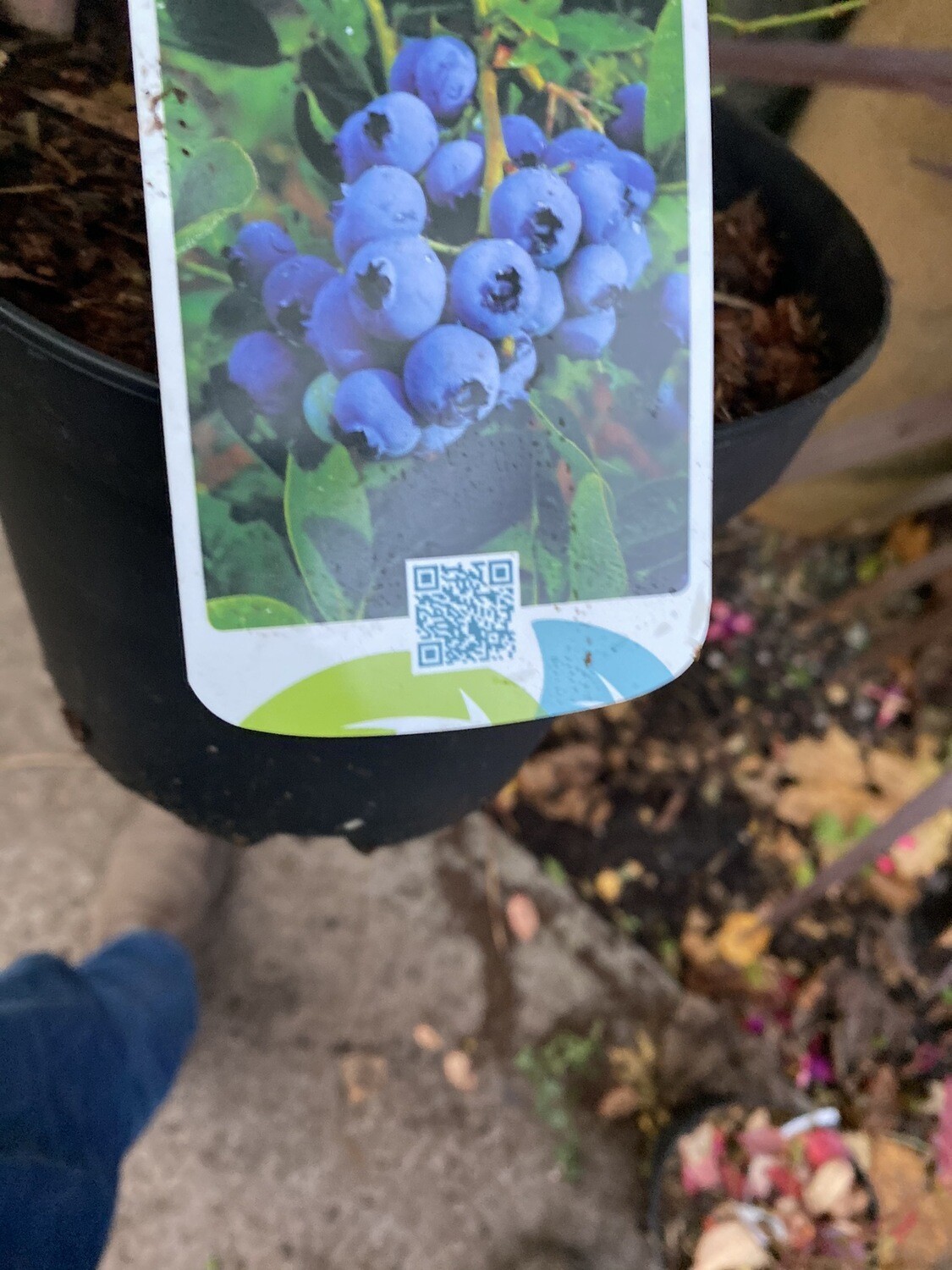 BLUEBERRIES SPARTAN strong pot grown bushy plants