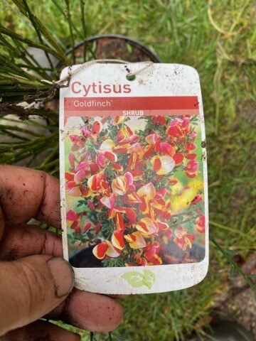 CYTISUS GOLDFINCH is a hardy fragrant broom with red /crimson and golden flowers ...a hardy shrub that thrives in any reasonable soil type
