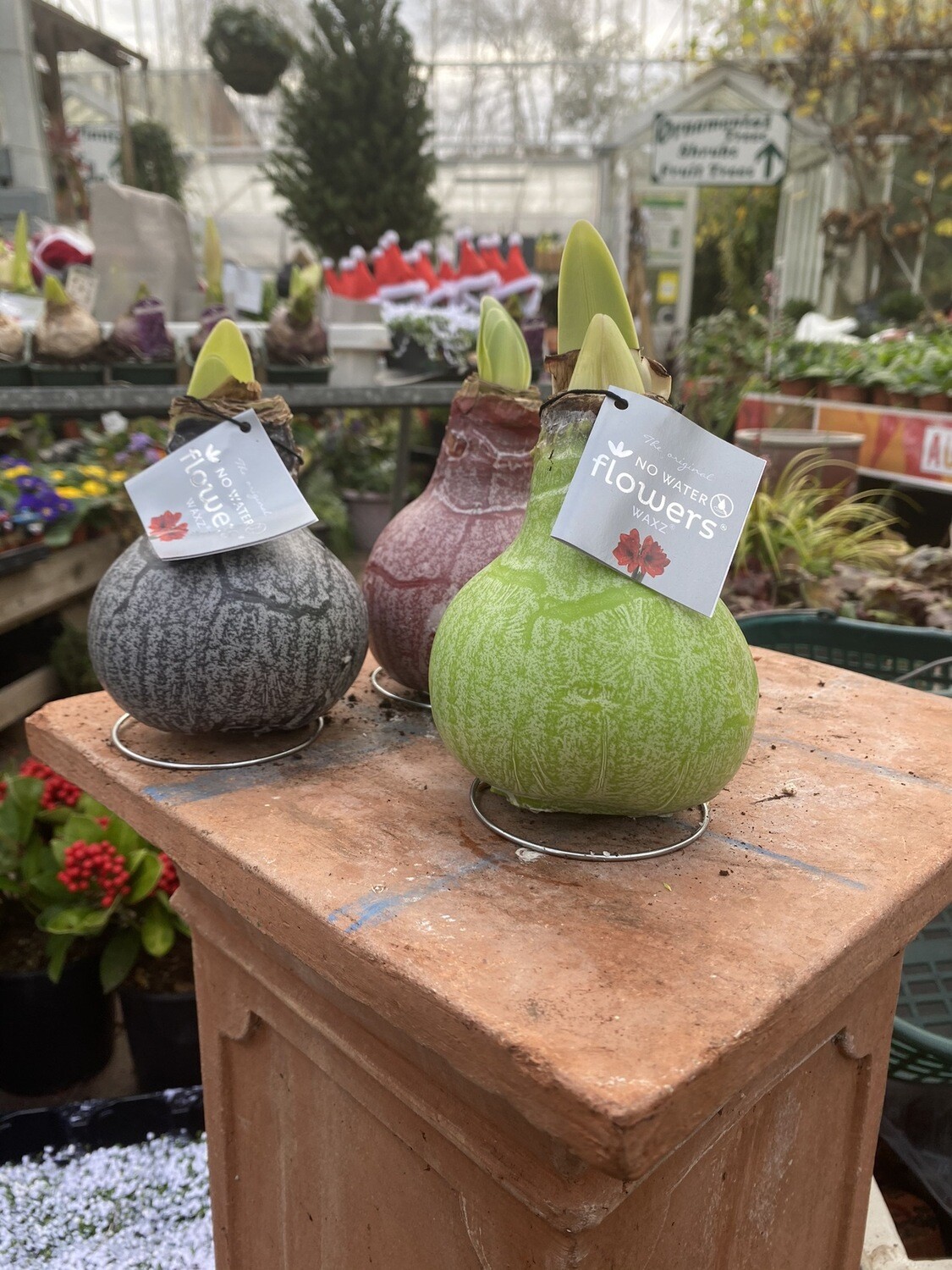 Waxed Amaryllis Bulb Marble Mixed