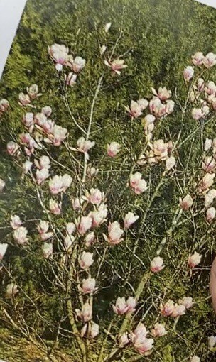 Magnolia soulengiana 'Superba' - Tulip Magnolia