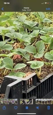 SWEET STRAWBERRY ELAN everbearing Sweet Strawberries for baskets ,pots or Open Ground