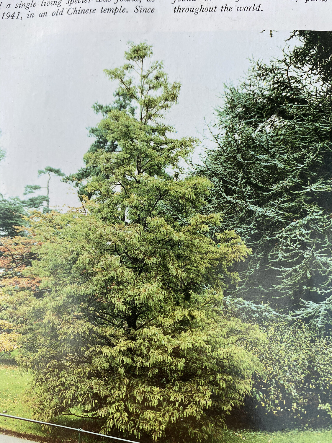 DAWN REDWOOD a deciduous tree with  fine needle like fresh green foliage and golden foliage in autumn
