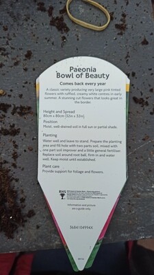 Paeonia 'Bowl of Beauty'