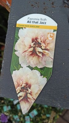 Itoh Paeonia &#39;All that Jazz&#39;