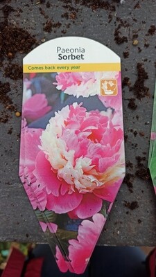 Paeonia/Peonia Roses