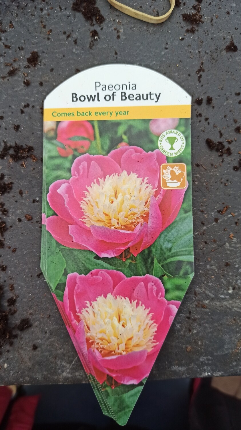 Paeonia &#39;Bowl of Beauty&#39;