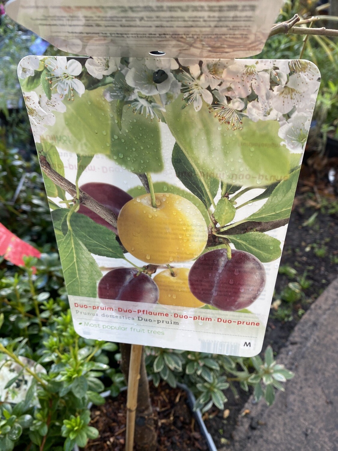 DUO PLUM two varieties on same dwarf tree GOLDEN GAGE and CZAR DARK  PLUM Perfect in pots or beds .Smothered In flowers in spring and delicious fruit in autumn