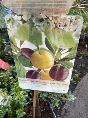 DUO PLUM two varieties on same dwarf tree GOLDEN GAGE and CZAR DARK  PLUM Perfect in pots or beds .Smothered In flowers in spring and delicious fruit in autumn