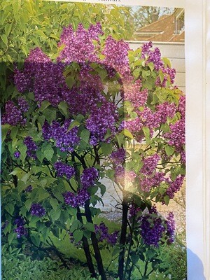 JOLLY CHARLIE LILAC SYRINGA CHARLES JOLY Bush Form smothered In fragrant PURPLE flowers In May STRONG BUSHY PLANTS Syringa Charles Joly