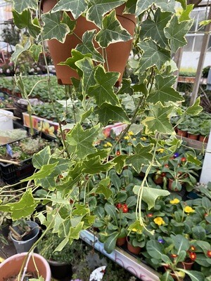 Goldchild Ivy - Hanging Basket