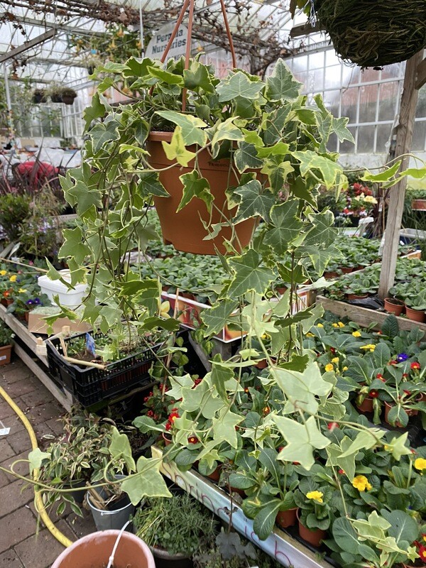 Goldchild Ivy - Hanging Basket