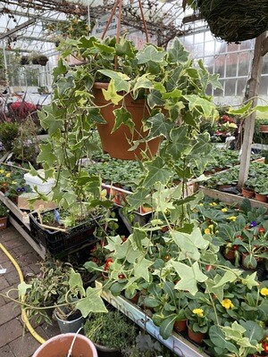 Goldchild Ivy - Hanging Basket