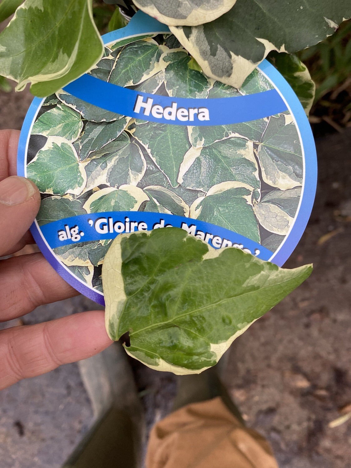 CANARY ISLAND IVY fast growing ivy with large leaves for wall fence or arch