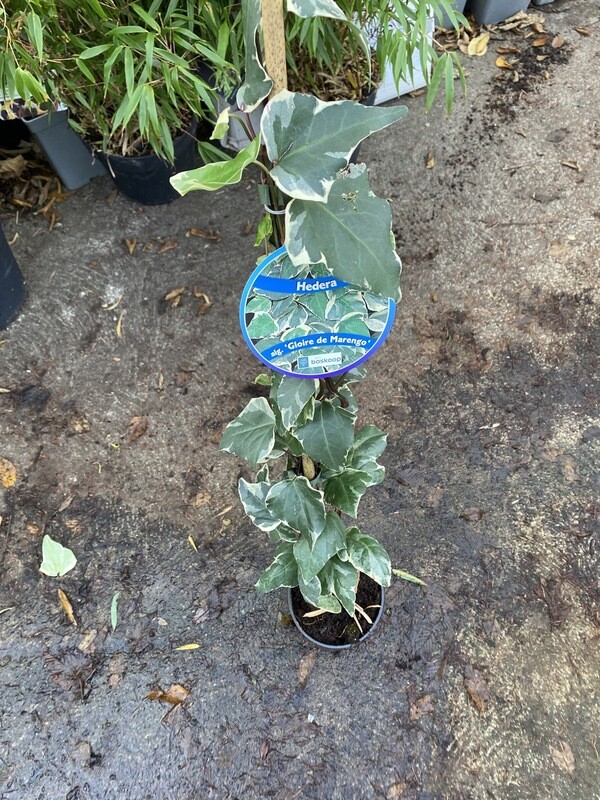 CANARY ISLAND IVY fast growing ivy with large leaves for wall fence or arch