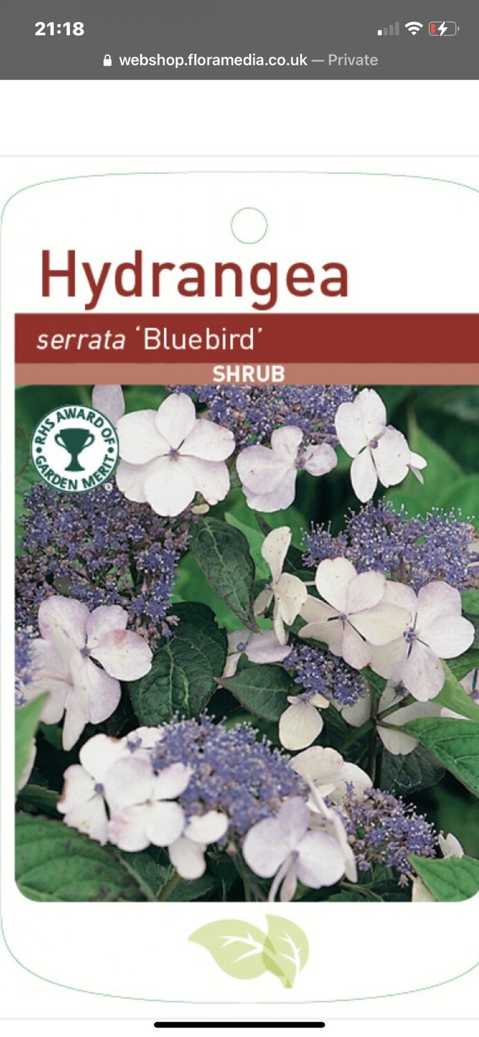 HYDRANGEA BLUE BIRD has flowers for months and fantastic autumn foliage Perfect in pots or beds STRONG POT GROWN PLANTS