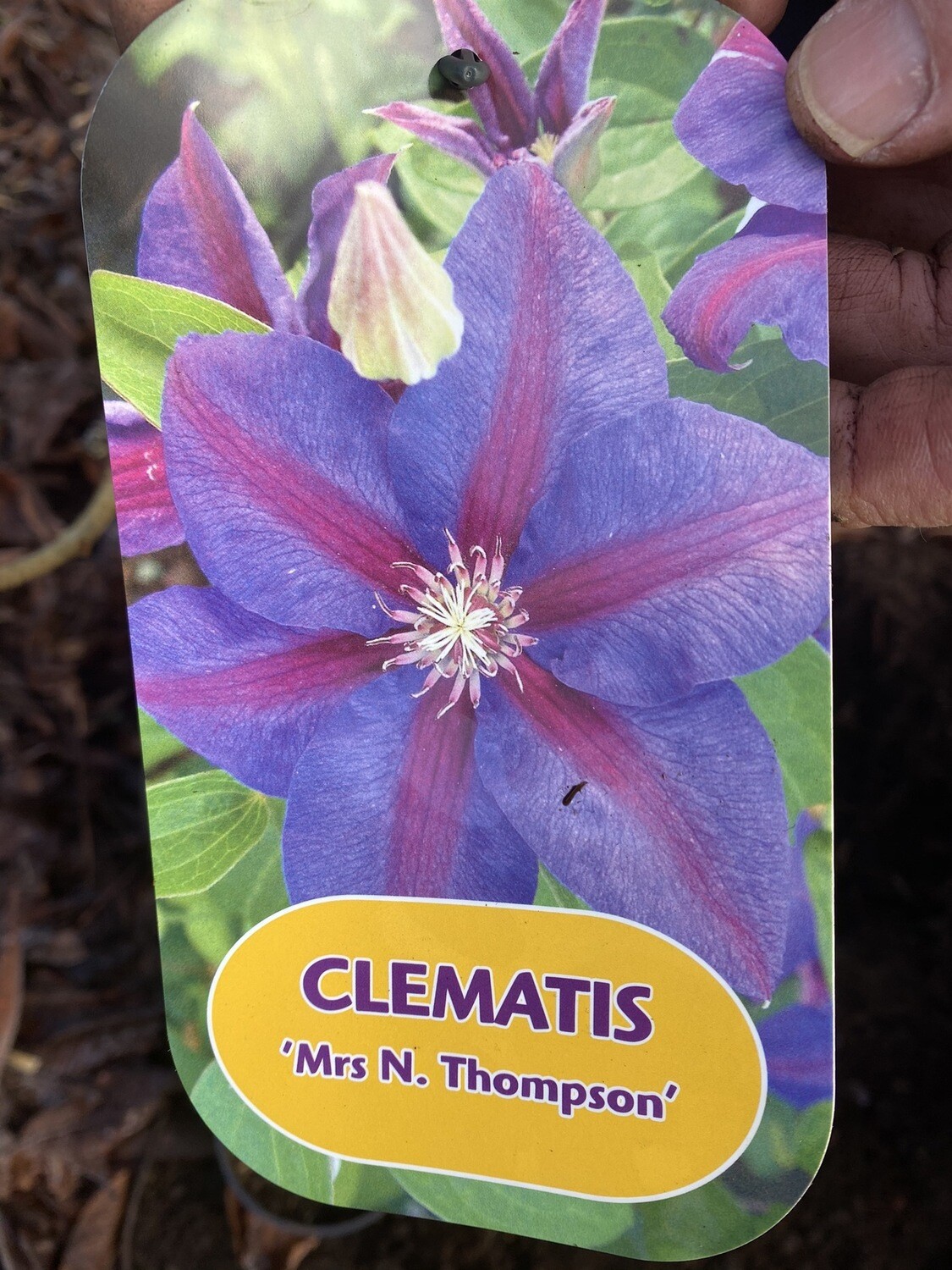 CLEMATIS MRS THOMPSON a long flowering climber for wall, fence or arch Flowers are light purple with a carmine stripe on its petals .