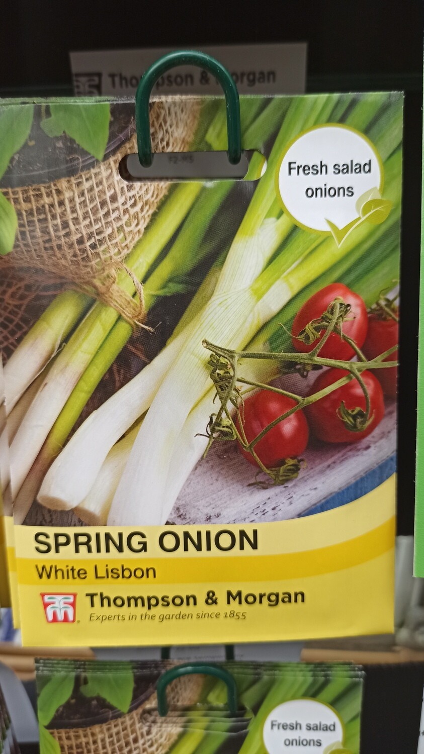 Spring Onion White Lisbon