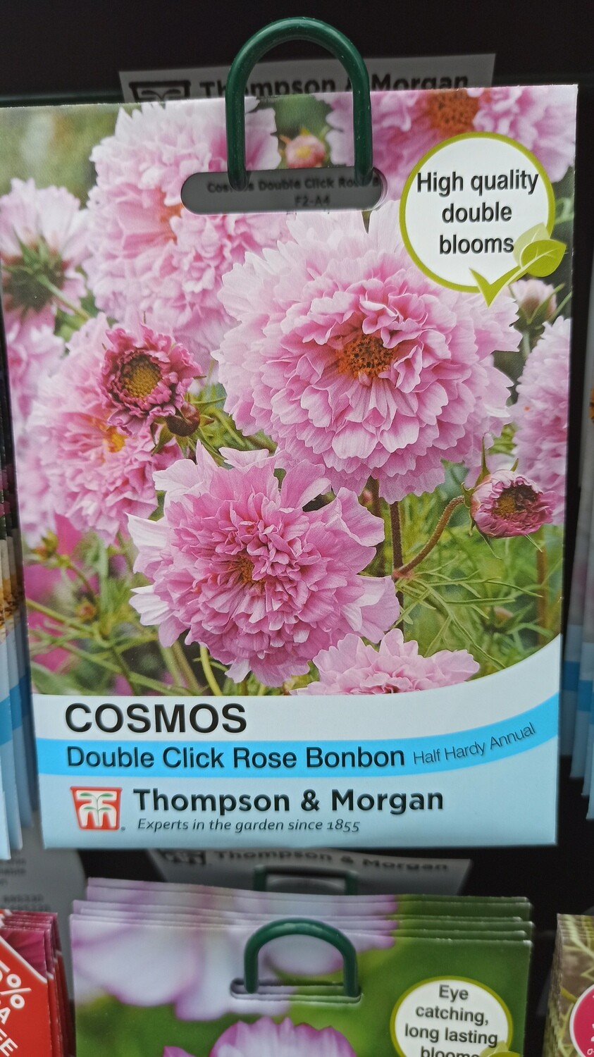 Cosmos Double Click Rose Bonbon
