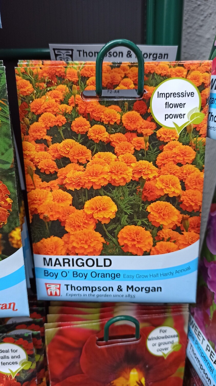 Marigold Boy O' Boy Orange