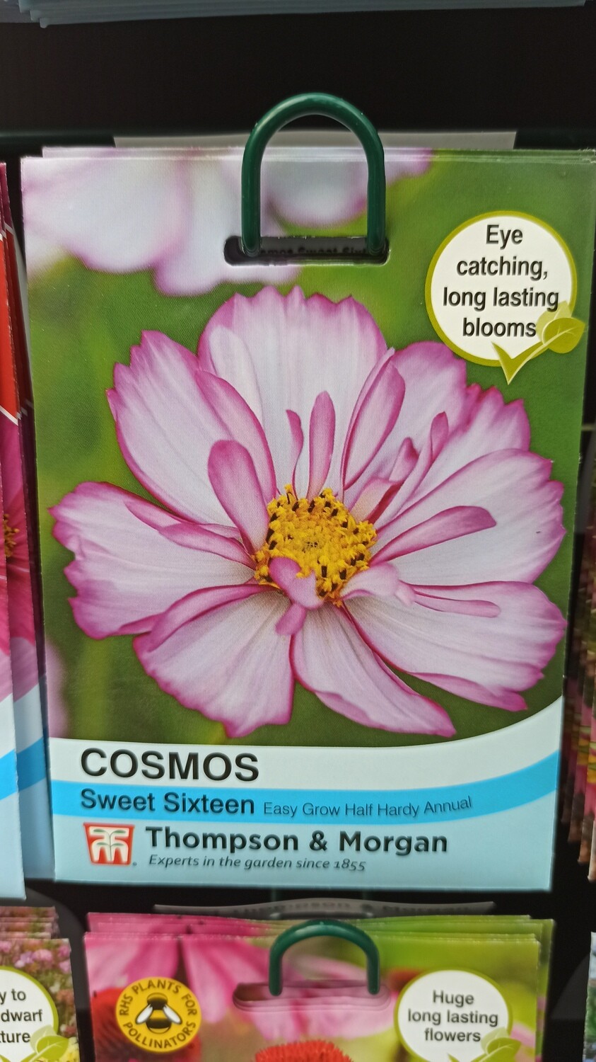 Cosmos Sweet Sixteen