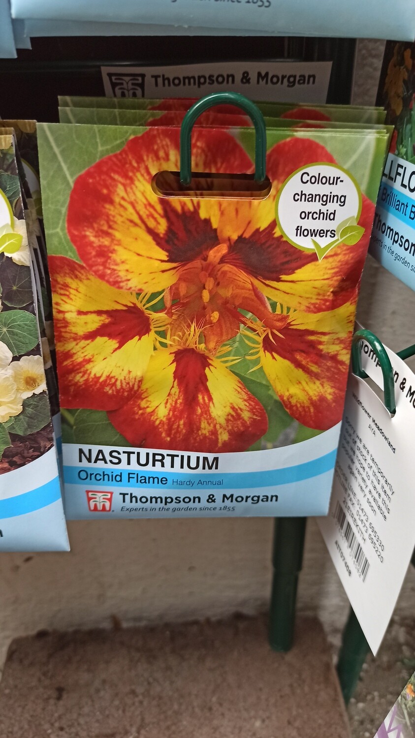 Nasturtium Orchid Flame