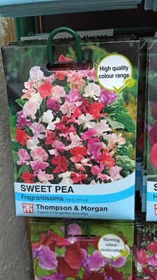 Sweet Pea Fragrantissima