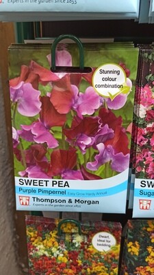 Sweet Pea Purple Pimpernel