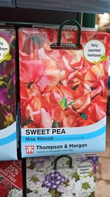 Sweet Pea Miss Wilmott
