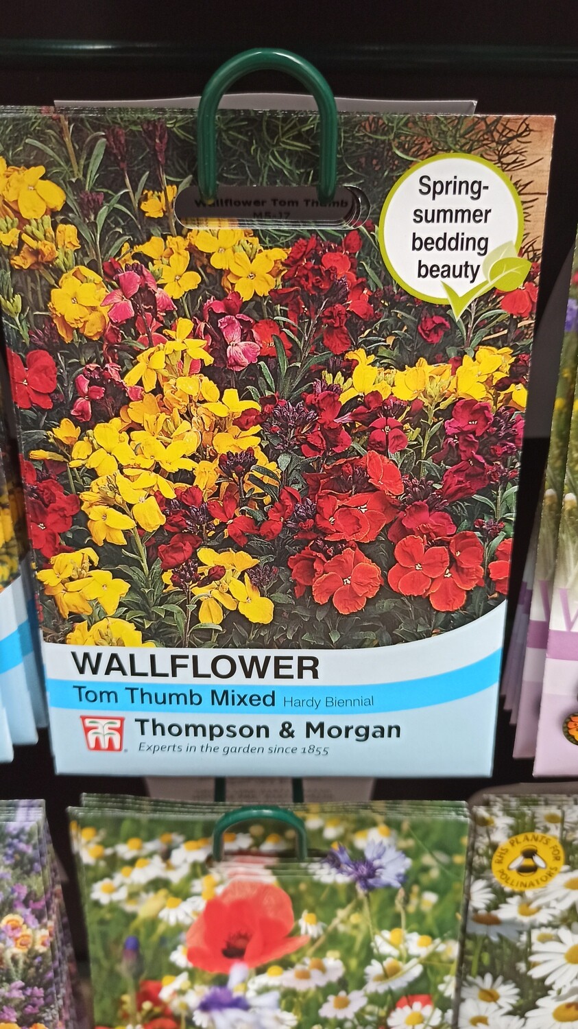 Wallflower - Tom Thumb Mix