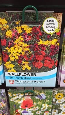 Wallflower - Tom Thumb Mix