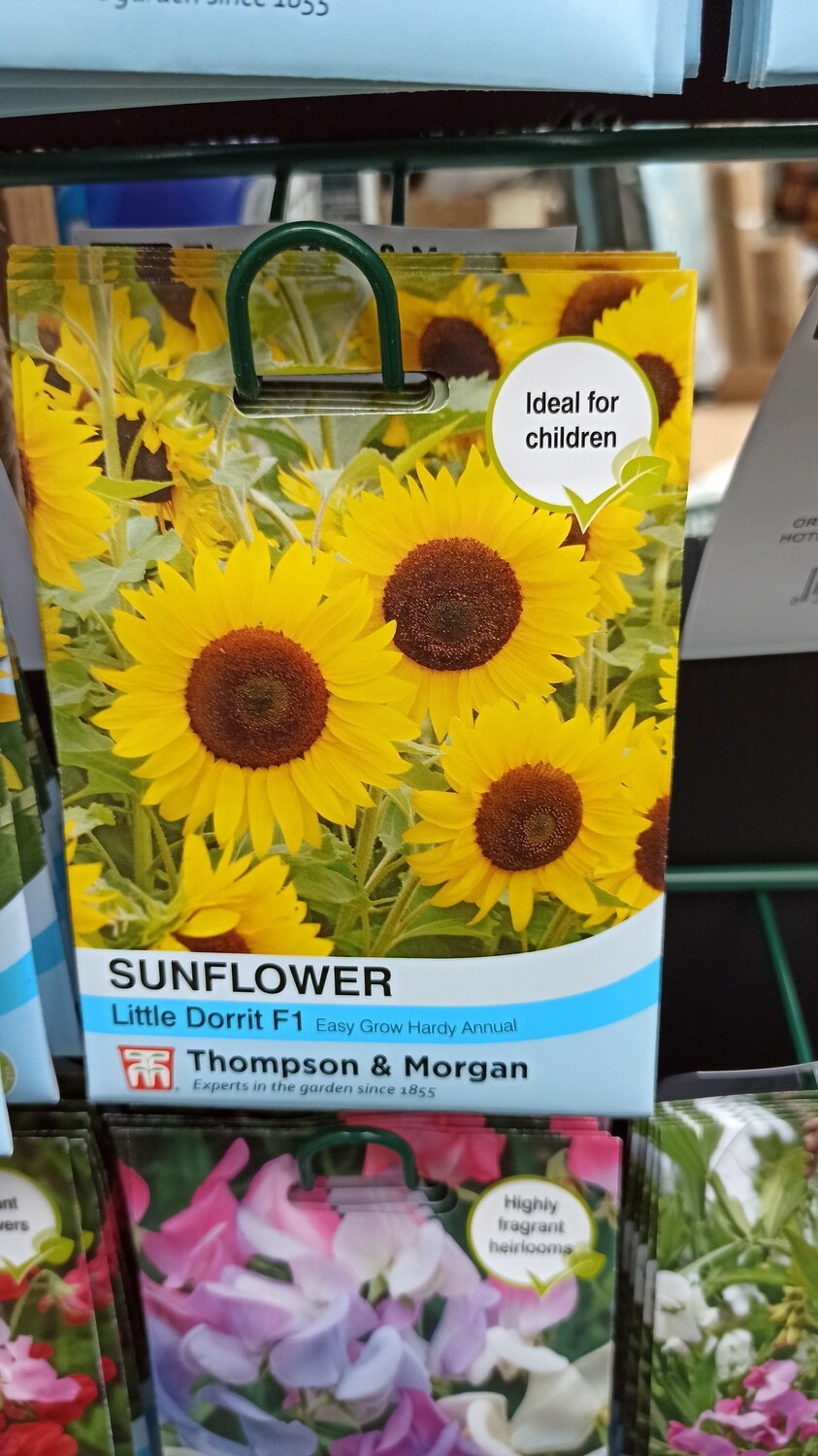 Sunflower Little Dorrit F1