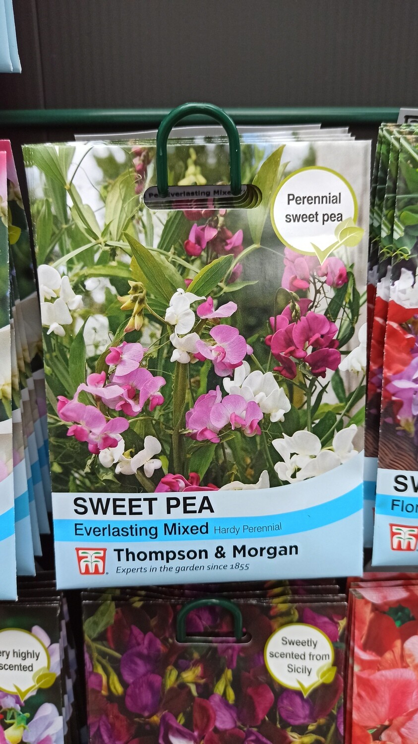 Sweet Pea Everlasting Mixed
