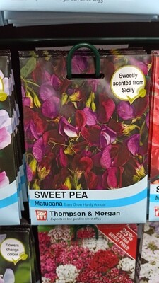 Sweet Pea Matucana