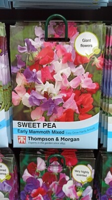 Sweet Pea Early Mammoth Mixed