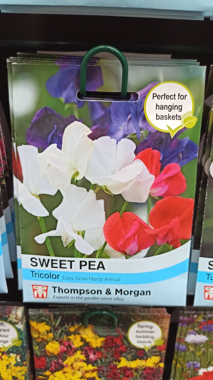 Sweet Pea Tricolor